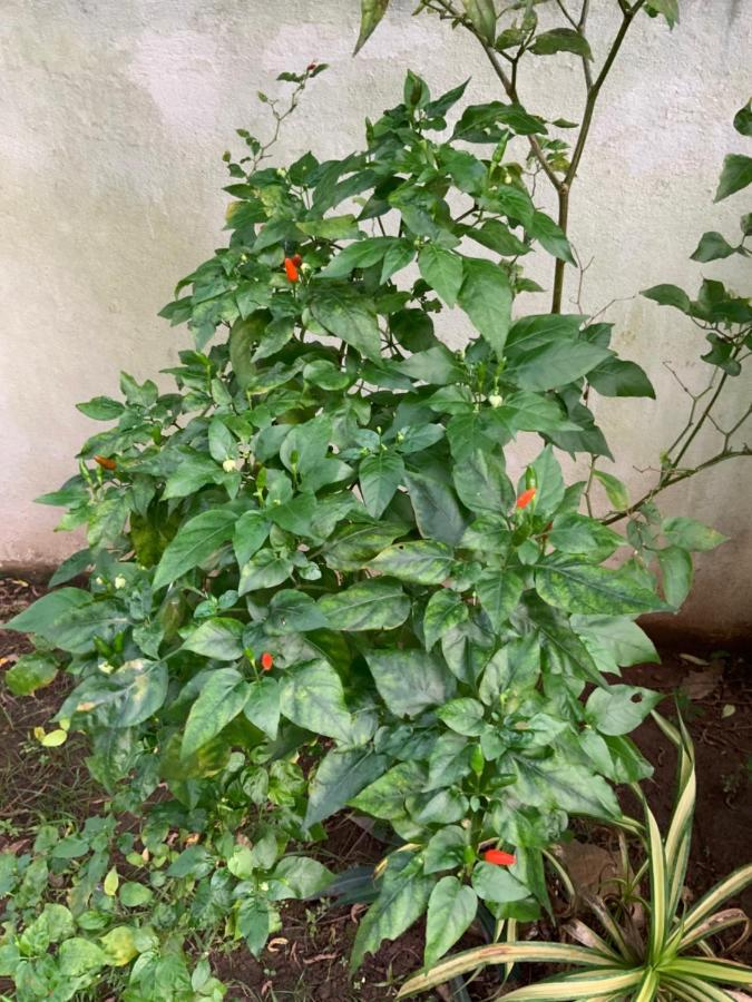 Lali Villa & Fruit Garden Ґалле Екстер'єр фото