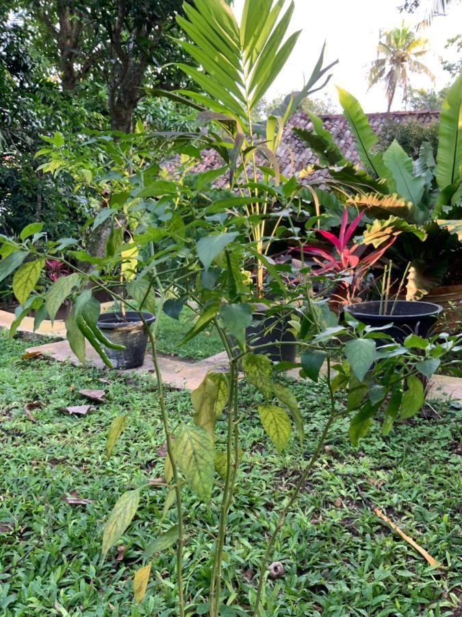 Lali Villa & Fruit Garden Ґалле Екстер'єр фото