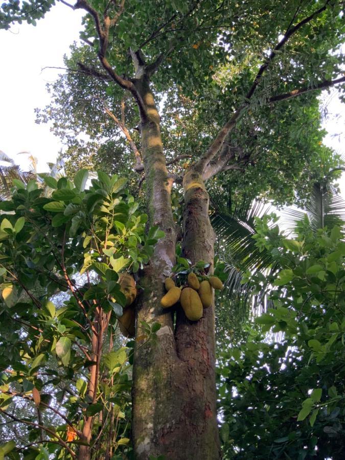 Lali Villa & Fruit Garden Ґалле Екстер'єр фото